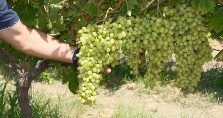 Dünyaca Ünlü Kozmetik Devleri Peşinde: Çöpe Attığımız Üzüm Çekirdeği Aslında Ne İşe Yarıyor?
