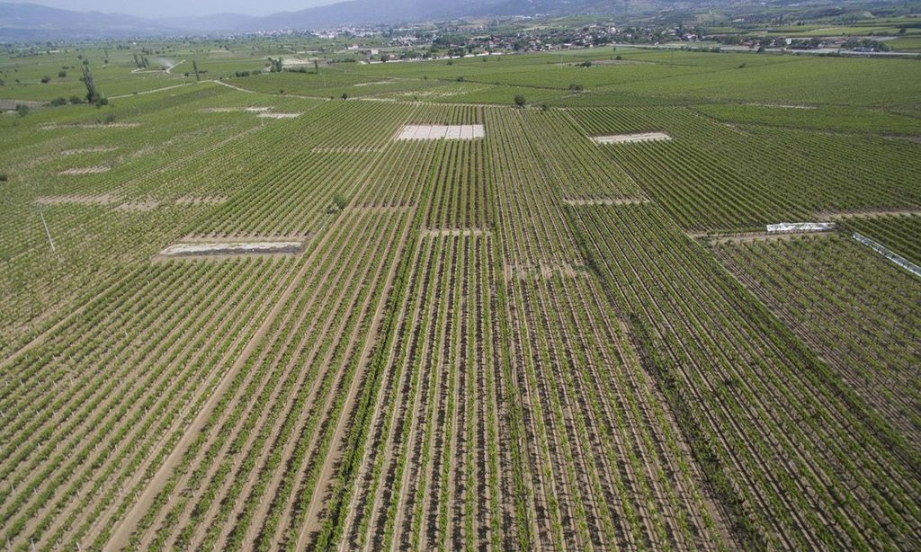 Manisa’nın 8 Aylık Tarım Karnesi: İhracat 647 Milyon Dolara Ulaştı
